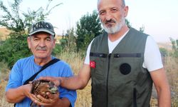 Amasya'da yaralı şahin tedavi altına alındı