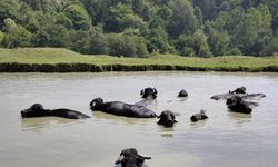 Bolu'da besiciler mandalarını ağustos sıcağında gölette serinletiyor