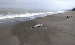Düzce'de denizde bulunan ölü yunus kıyıya çıkarıldı