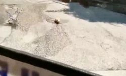 Karabük'te su içen kediyi rahatsız etmek istemeyen şoför otobüsü durdurarak bekledi