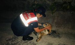 Kastamonu'da otomobilin çarptığı köpek jandarma tarafından kurtarıldı