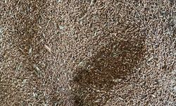 TMO, Eflani'de buğday alımına başladı