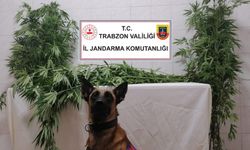 Trabzon'da uyuşturucu operasyonunda 2 kişi gözaltına alındı