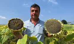 Zonguldak'ta emekli madenci tarıma yöneldi