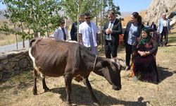 HAKKARİ - İneği telef olan kadına iki inek hediye edildi