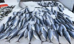 Karadeniz'de deniz suyu sıcaklığı balık avcılığını olumsuz etkiledi