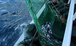 Karadenizli balıkçıların ağları palamutla doldu