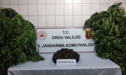 Ordu'da uyuşturucu operasyonunda 1 kişi yakalandı