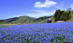 Trabzon'da Kadıralak Yaylasına Bahar Geldi