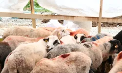 Trabzon'da Bayram yoğunluğu! Acemiler Yine Hastanelik Oldu