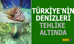 Türkiye’nin denizlerinin içerisinde 105 civarında istilacı tür var