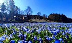 Trabzon mora büründü: Mavi yıldız çiçekleri yaylaları şenlendirdi