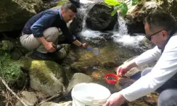 Trabzon Dernekpazarı'nda binlerce alabalık yavrusu dereye salındı