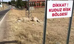 Ankara'ya kuduz köpek getiren 2 kişi gözaltına alındı