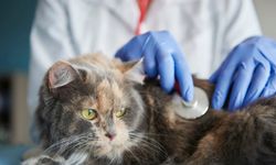 Atlas Veteriner Kliniği’nde Kedi ve Köpek Aşı Takvimi ve Önemi
