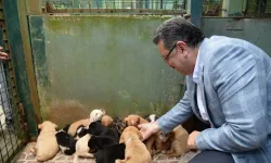 Trabzon, Sahipsiz Köpekler İçin Model Şehir Olacak