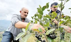 Trabzon'da yetişen 'süper meyve' aronya önemli bir gelir kaynağı oldu