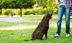 Köpeğinizin Zihinsel Kapasitesini Geliştirecek Etkili Eğitim Aktiviteleri