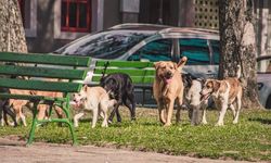 Bakan Yerlikaya’dan Belediyelere Sokak Köpeği Denetimi Talimatı: "Gereği Yapılacak"