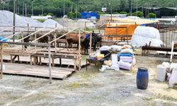 Trabzon’da Kurban Bayramı Hazırlıkları Başladı: Kurbanlıklar Pazarlara İndi