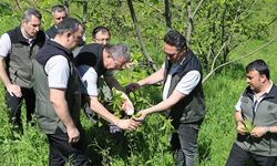 Samsun’da Kestane Gal Arısına Karşı Biyolojik Mücadele Başlatıldı