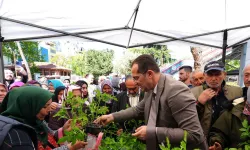 Akçaabat'ta Binlerce Fidan Dağıtımı Yapıldı