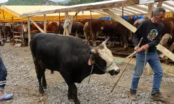 Trabzon'da Kurban Pazarı Hareketli: Besiciler Satışlardan Memnun