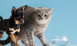 Kedi Köpek Yem Katkı Ürünleri Fark Yaratır Mı?