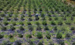 Trabzonlu Üretici Atıl Arazisini Maviyemişle Değerlendirdi