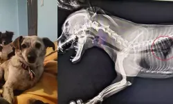 Ankara’da Bir Köpeği Öldüren, Diğerini Yaralayan Sanığa Hapis Cezası