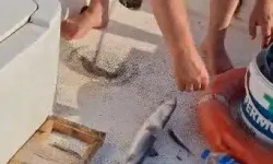 Trabzon Açıklarında Oltaya Yavru Köpekbalığı Takıldı