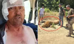 Manavgat’ta Hayvanat Bahçesinden Kaçan Aslan Dehşeti: Bir Kişiyi Yaraladı, Vurularak Etkisiz Hale Getirildi