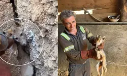 Hakkari’de Maden Ocağı Yakınında Mağarada Sıkışan Tilki İşçiler Tarafından Kurtarıldı