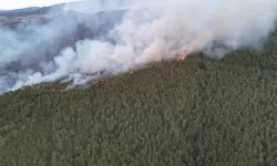 Orman Yangınları Yaban Hayatını Türüne ve Yangının Şiddetine Göre Farklı Şekilde Etkiliyor