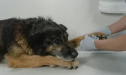Kadıköy Veteriner Acil Servisleri: 7/24 Hizmet Veren Klinikler