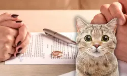 İstanbul’da Boşanmada Kedi Velayeti ve Nafakası Belirlendi