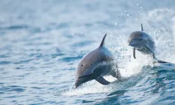 İlçe Limanı Açıklarında Görüntülenen Yunus İlgi Çekti