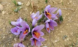 Manisa Demirci’de İlk Kez Safran Üretimi Başarıldı