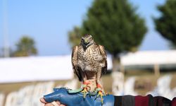 Rize Fındıklı’da 2025 Atmaca Salım Şenliği Düzenlendi