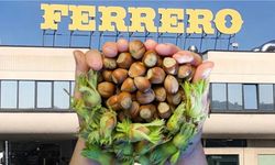 Fındık Fiyatı Yeniden Yükselecek mi? Ferrero'dan Açıklama