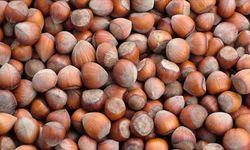 Fındık İhracatından 2 Ayda 351 Milyon Dolar Gelir