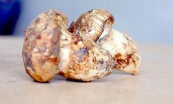 Japonya’dan Adana Dağlarına: Sedir Mantarı Şifa Deposu