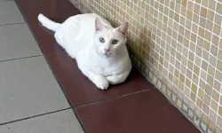 Bakırköy Adliyesi’nde Kediler İçin Toplatma Kararı