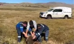 Ardahan’da Bataklığa Saplanan İnek Kurtarıldı