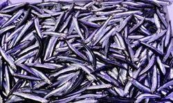 Trabzon Araklı Açıklarında Hamsi Bolluğu