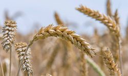 Kazakistan 27,1 Milyon Ton Tahıl Hasadı Yaptı