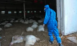 Hakkari’de Kuş Gribi Alarmı 100 Kanatlı Hayvan Gömüldü