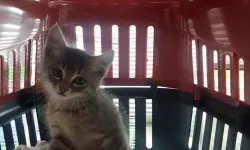 Rize’den Trabzon’a Kaputta Geldi, Ağaçta Mahsur Kaldı