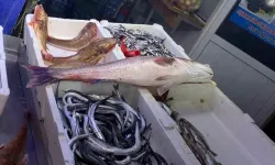 Sinop’ta 6 Kilo Dev Levrek 9 Bin Liraya Satıldı