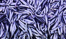 Hamsi Yurt İçinde Kaldı, Vatandaş Tezgâhta Kazandı